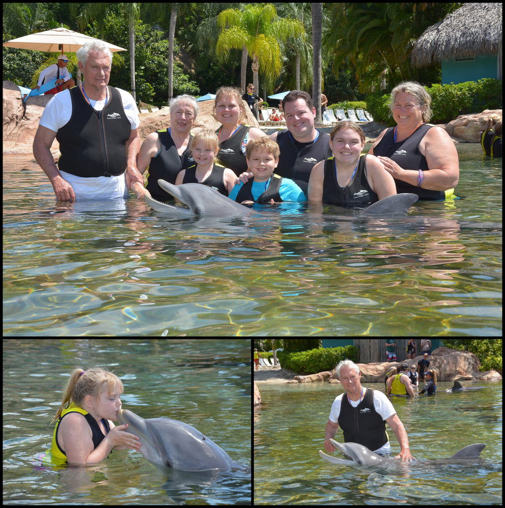 Discovery Cove Dolphins