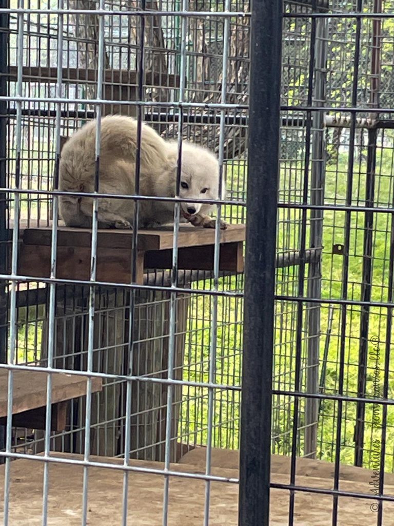 Cedar Cove Animal in a Cage