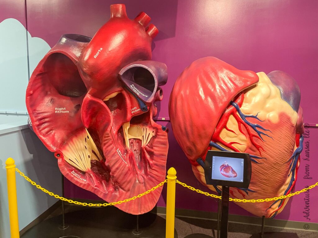 inside your heart display with arteries and mussels inside the KS learning center of health building