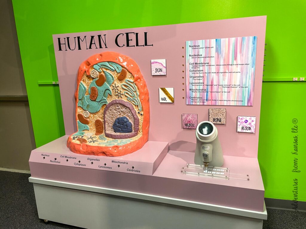 Human Cell inside with powerhouse and guessing and microscope to look closer