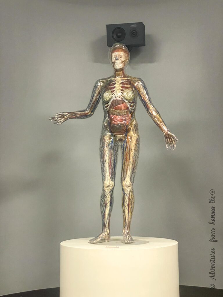 Valeda clear skin body robot on white display inside the Kansas learning center of health building