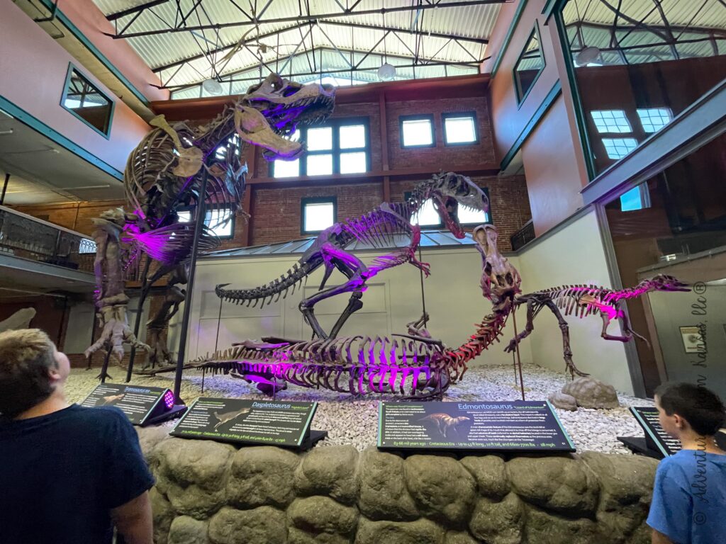 dinosaur bone skeletons 3